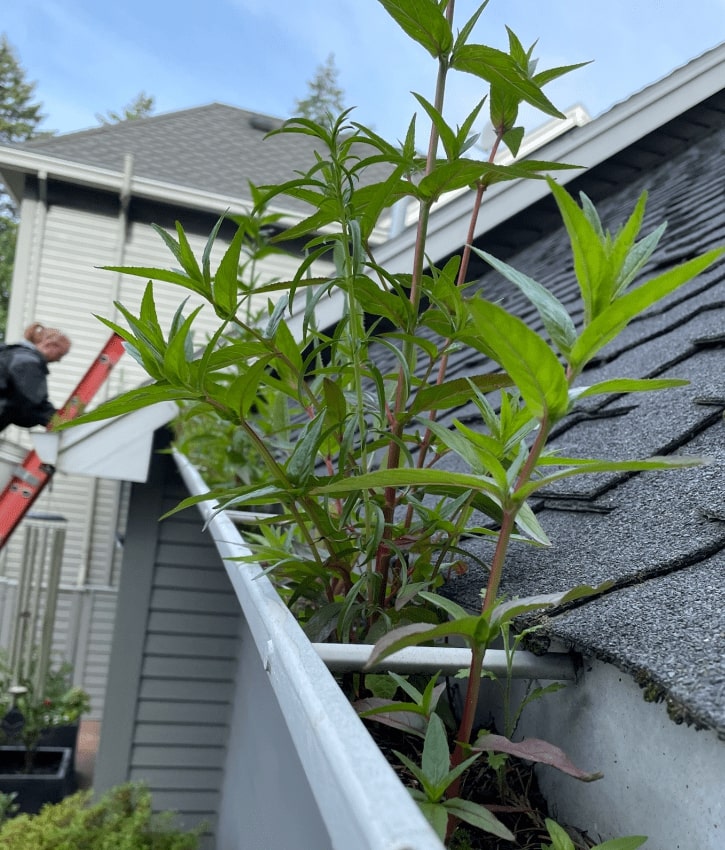 Gutter Cleaning Service Tigard OR 7